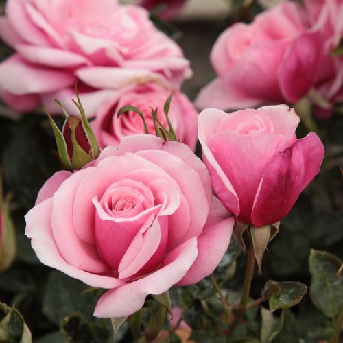 Rosa Milrose - roz - Trandafir copac cu trunchi înalt - cu flori în buchet - coroană tufiș